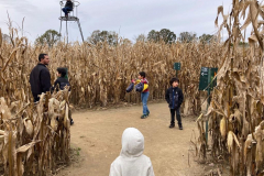 cornmaze11