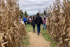 cornmaze14