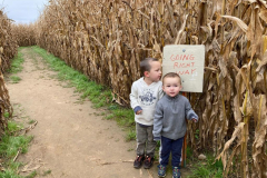 cornmaze5