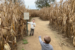 cornmaze6