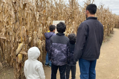 cornmaze8